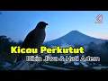 “Suara Alam – Kicau Perkutut untuk Meditasi \u0026 Kedamaian Batin (Tropical Morning Calm • No Music)”