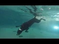 Pit bull great dane mix Charlie diving in the deep end of the pool