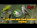 Lagu Suara pikat Trucukan Kombinasi Cipoh Ampuh.. Mp3||. jangan lupa like comment and subscribe