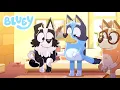 Bluey Will Soon Be a Mother Full Episode Fan-Made