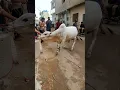 Download Lagu Miss you cow 🥺🐄 Bakra eid #qurbani #shorts #short #cow #cattle #bull #cowvideo #youtubeshorts #video