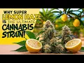 Why Super Lemon Haze is the Ultimate Cannabis Strain