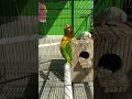 Download Lagu Bobmarley Lovebird Konslet abis