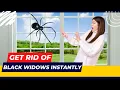 How to Get Rid of Black Widows Proven Methods