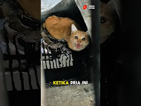 Kucing Terjebak Di Selokan Di Selamatkan Oleh Orang Baik #kucinglucu #viral #shorts