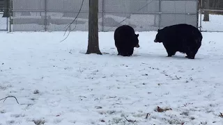 Do bears wag their tails