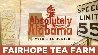 Absolutely Alabama Fairhope Tea Farm