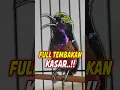 Download Lagu KONIN GACOR FULL ISIAN TEMBAKAN KASAR #shorts #konin #kolibrininja #kicaumania
