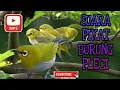 Download Lagu Suara Pikat Burung Pleci | Burung Mata Putih