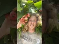 Download Lagu Ever Tried Wax Jambu??? ❤️🌹🍎🌹❤️#waxjambu #tropical #exoticfruit #tropicalfruit #roseapple #fruit