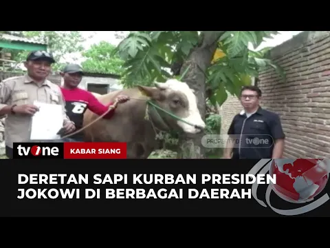 Penampakan Sapi Simental X Limousin yang akan Dikurbankan Jokowi