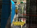 Download Lagu PELATUK BAWANG 3JARI DAN 4 JARI