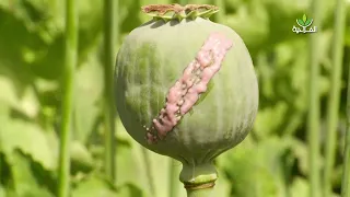 زراعة الأفيون تعرف انتشارا واسعا في أفغانستان رغم ضغوط المجتمع الدولي دندنها
