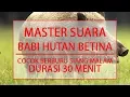 Download Lagu MASTER SUARA BABI HUTAN BETINA - COCOK UNTUK BERBURU MALAM DAN SIANG HARI - DURASI 30 MENIT