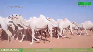 مسيرة رجل الاعمال سالم بن عبدالله السمي البقمي جذابات ١٠٠ وضح ٢٠١٩ م 