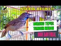 Download Lagu UNIK !!! BANYAK YANG BELUM TAHU !!! burung tepus tunggir gacor VARIASI NGEROL ENDEMIK SUMATRA
