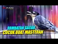 Download Lagu RAMBATAN GACOR !! Materi Masteran Ngerol Buat Burung Kicau | shama bird