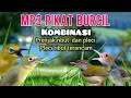Lagu MP3  Prenjak Ribut  Kombinasi Pleci Ngecir Ribut