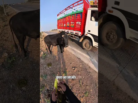 सड़क के बीच नंदी महाराज को भूखा देखा… मुझसे देखा नहीं गया 🥺🙏 #shorts #nandimaharaj #help #humanity