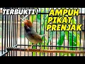 Download Lagu Mp3. SUARA PRENJAK TAMU PEMIKAT, COCOK UNTUK MASTERAN DAN PIKAT