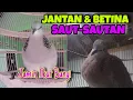 Download Lagu Suara Panggilan Tekukur Jantan dan Betina, Putar Ini Jaminan Nyaut‼️