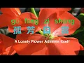 Download Lagu [Lyrics + Pinyin + Eng]  A Lonely Flower Admires Itself 孤芳自赏 (歌词)  (要等到时间对 等大雁向南飞)