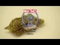 Tangie
