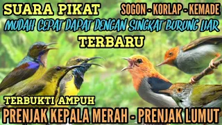 suara pikat burcil ribut sogon korlap kemade prenjak kepala merah prenjak lumut ini baru jitu