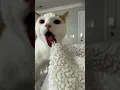 oh no oh no oh no no no song - CAT TIKTOK COMPILATION #shorts
