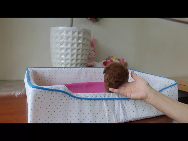 動画