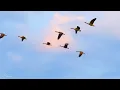 Beautiful Relaxing Music, Peaceful Soothing Instrumental Music, "Golden Autumn October" By Tim Janis