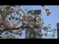 Is this season especially bad for allergies in the Central Valley