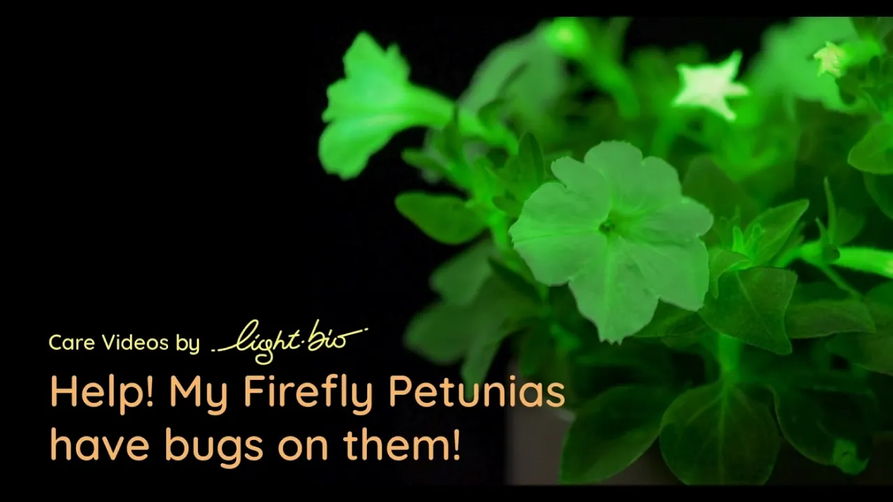 Light Bio — Firefly Petunias: Dealing with Bugs (YouTube video ad)