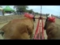 Download Lagu Karapan Sapi Indonesian Bull Racing Championships