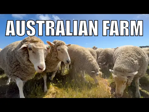 Download MP3 Feeding 10,000 Sheep in 24 Hours! Australian Sheep Farm Vlog