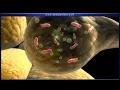 Nitrogen fixation