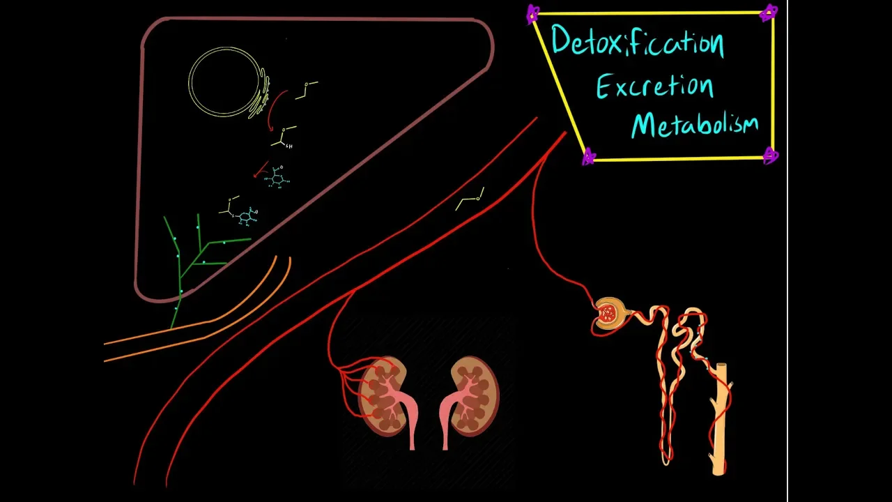 Drug Metabolism and Phases of Liver Detoxification and Excretion of Drugs, Toxins and Xenobiotics