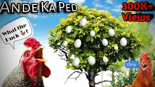 Ande ka ped Veg Anda How to grow egg tree The Overthinker