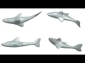 20 minutes Shark - NX Realize Shape