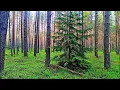Download Lagu Ontspan met het gezang van bosvogels, natuurgeluiden voor een rustige nachtrust