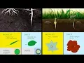 Monocots vs Dicots