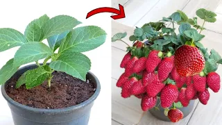 زراعة الفراوله 草莓种植 Strawberry Cultivation 