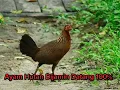 Download Lagu Suara Ayam Betina Minta Kawin | Ayam Hutan Jantan Pasti Langsung Datang 100%