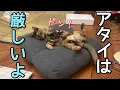 Download Lagu 厳しい先輩猫と仲良くなりたい後輩猫の関係が気まずいです