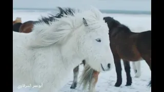 الأيام وائل جسار النسخة الأصلية أتمنى ان تنول إعجابكم 