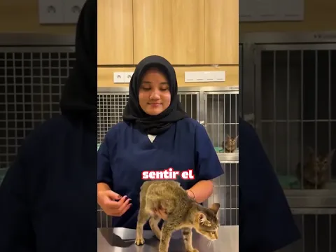 Esta Mujer Reveló La Forma Secreta De Sostener Gatos 😱🐈