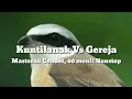 Download Lagu Burung Gereja Vs Kuntilanak. Masteran Cendet 60 Menit Nonstop