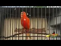 Download Lagu PANCINGAN SUARA BURUNG KENARI GACOR‼cocok buat masteran burung lomba