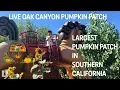 Largest So Cal Pumpkin Patch is OPEN Live Oak Canyon