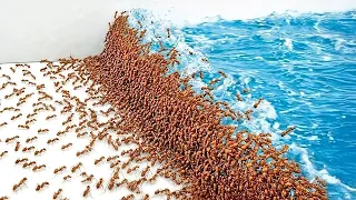 ١٬٠٠٠ نملة     الكوارث الطبيعية دندنها